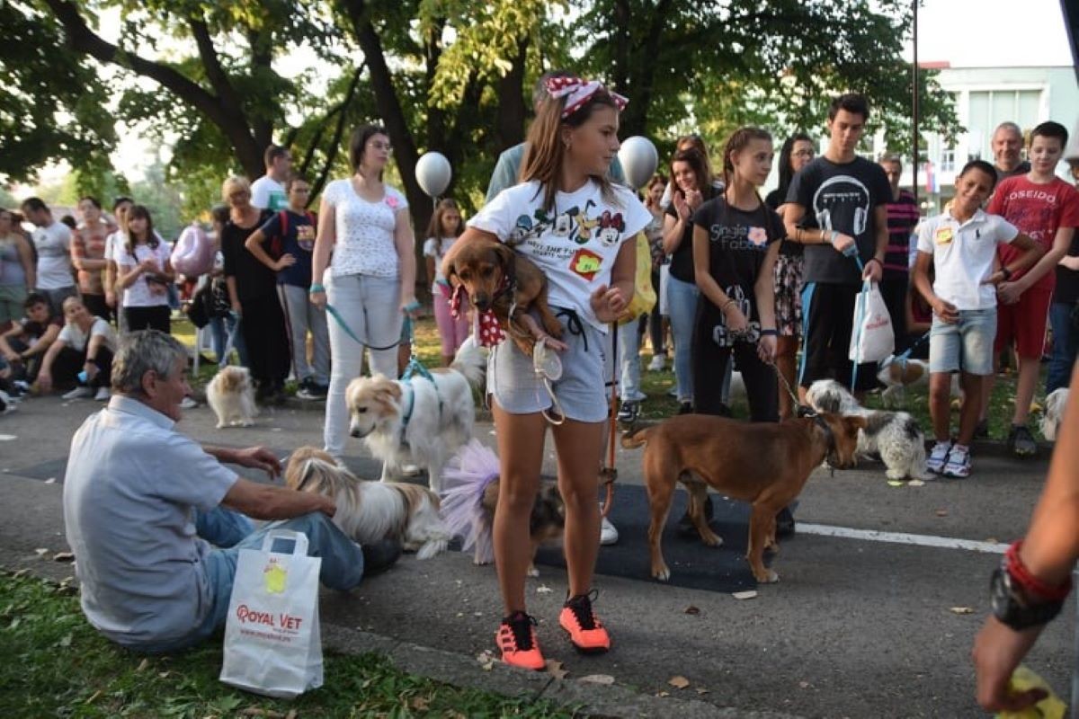 Izložba pasa mešanaca (arhiva)