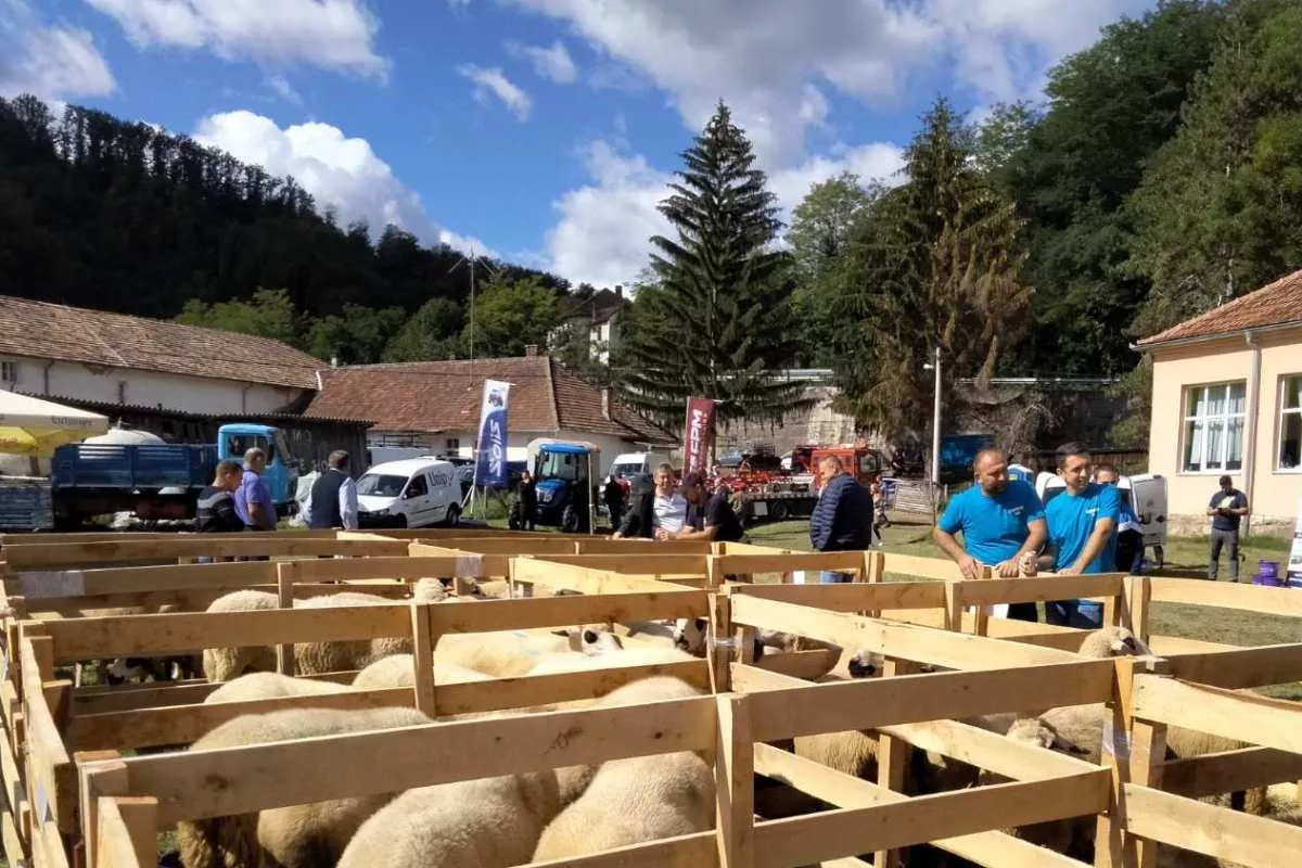 Ovčarska izložba u Pričeviću