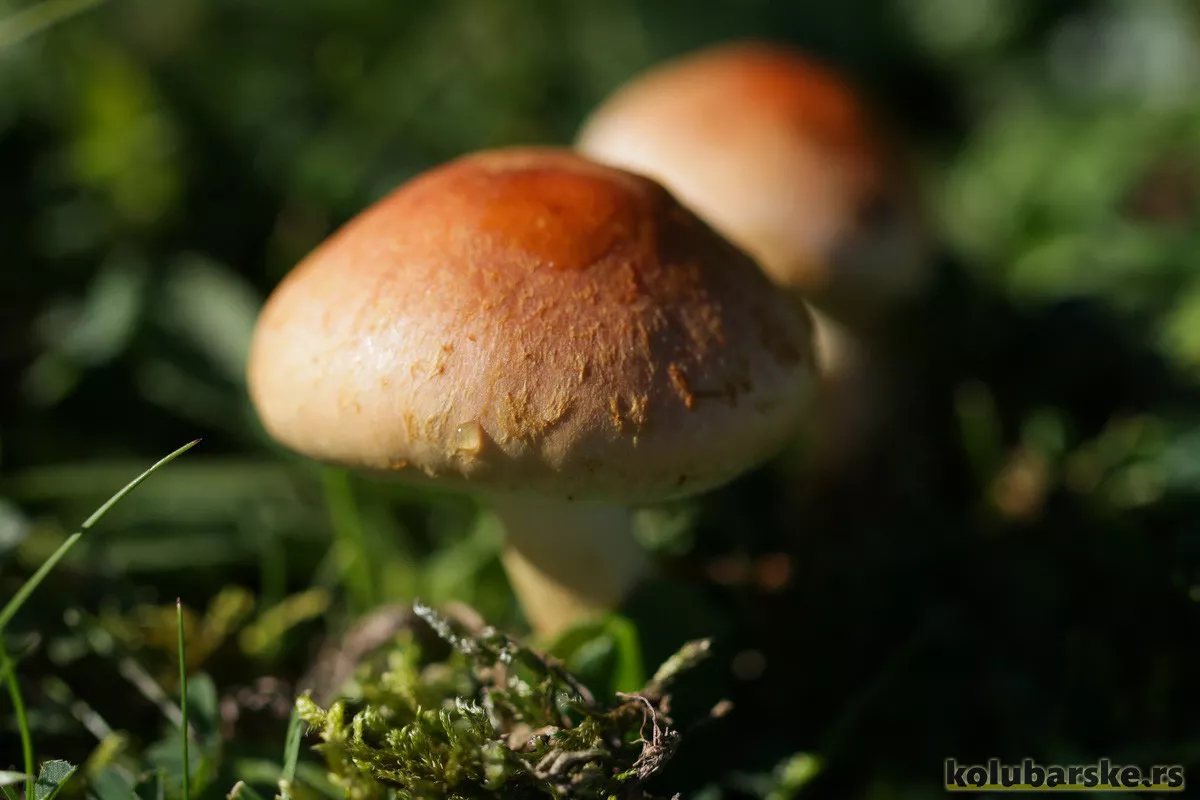 Pečurke (ilustracija)