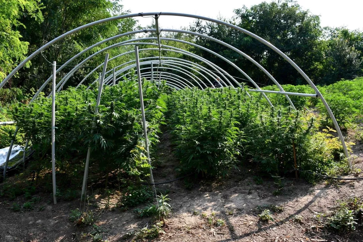 Kanabis u stakleniku