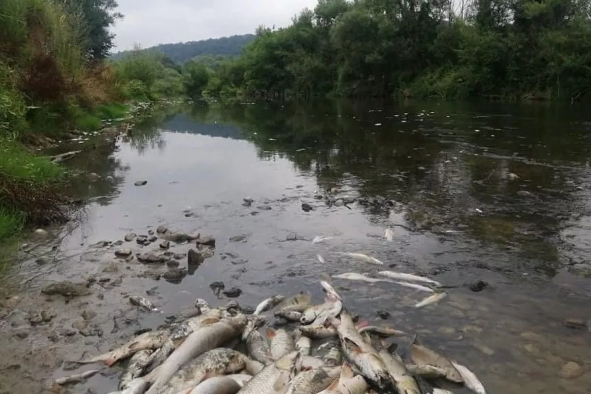 Pomor ribe u Kolubari (arhiva 2021.)