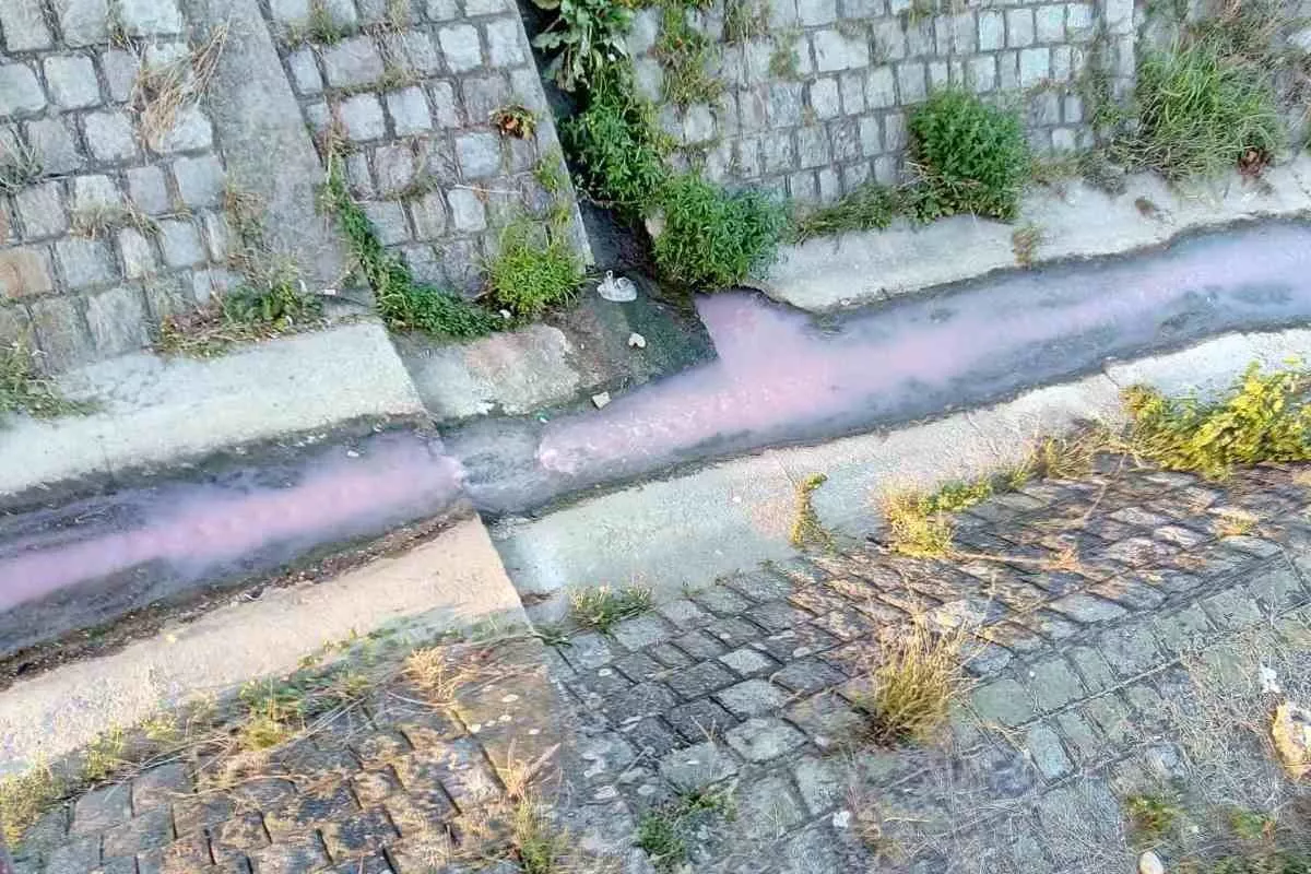 Ružičasta Ljubostinja
