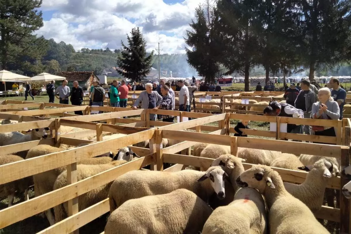 Ovčarska izložba u Pričeviću