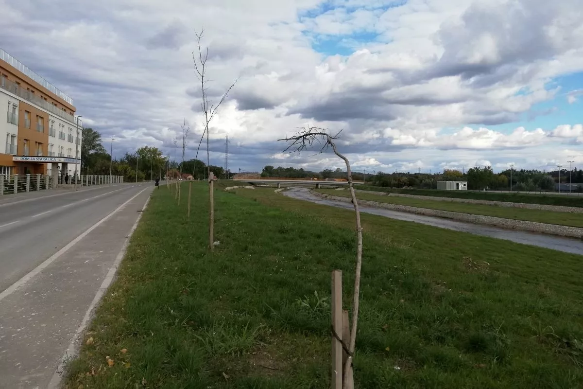 Osučene sadnice u Ulici Mirka Obradovića