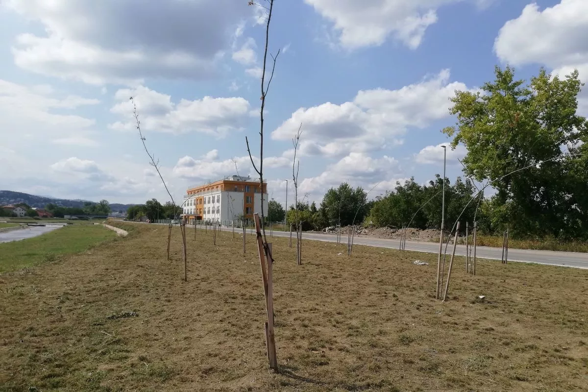 Sadnice u Ulici Mirka Obradovića (oktobar 2022.)
