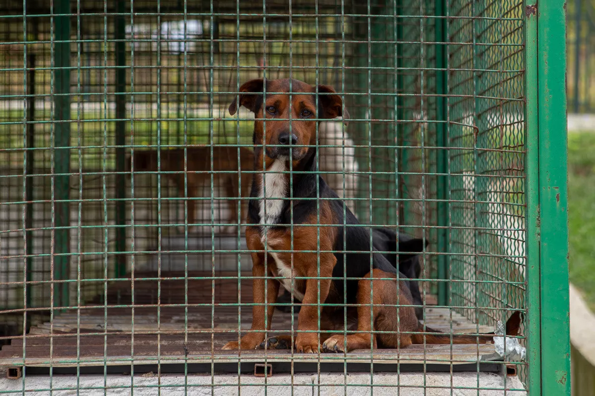 Kuca u azilu (ilustracija)