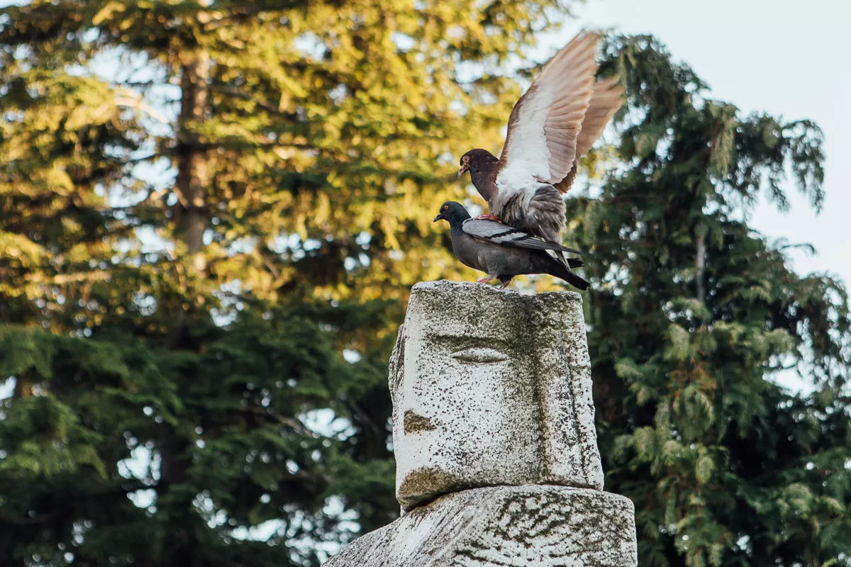 Golubovi (ilustracija)