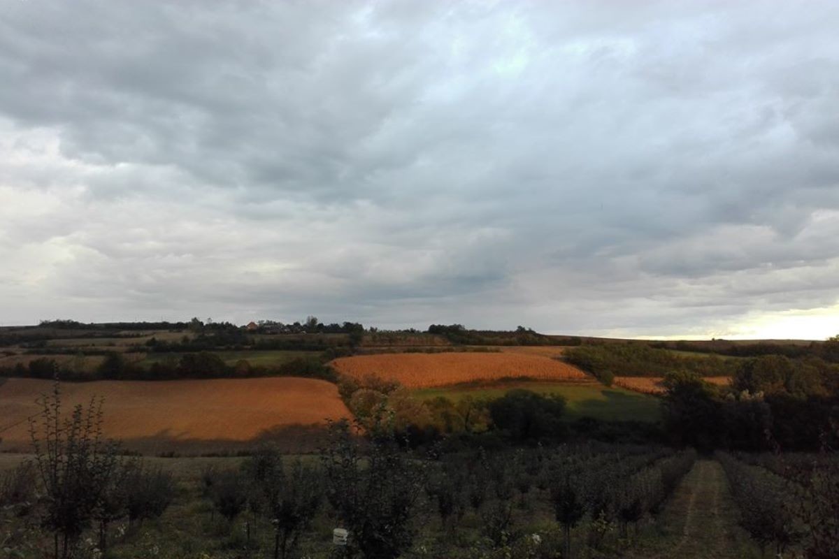 Voćnjak porodice Momirović