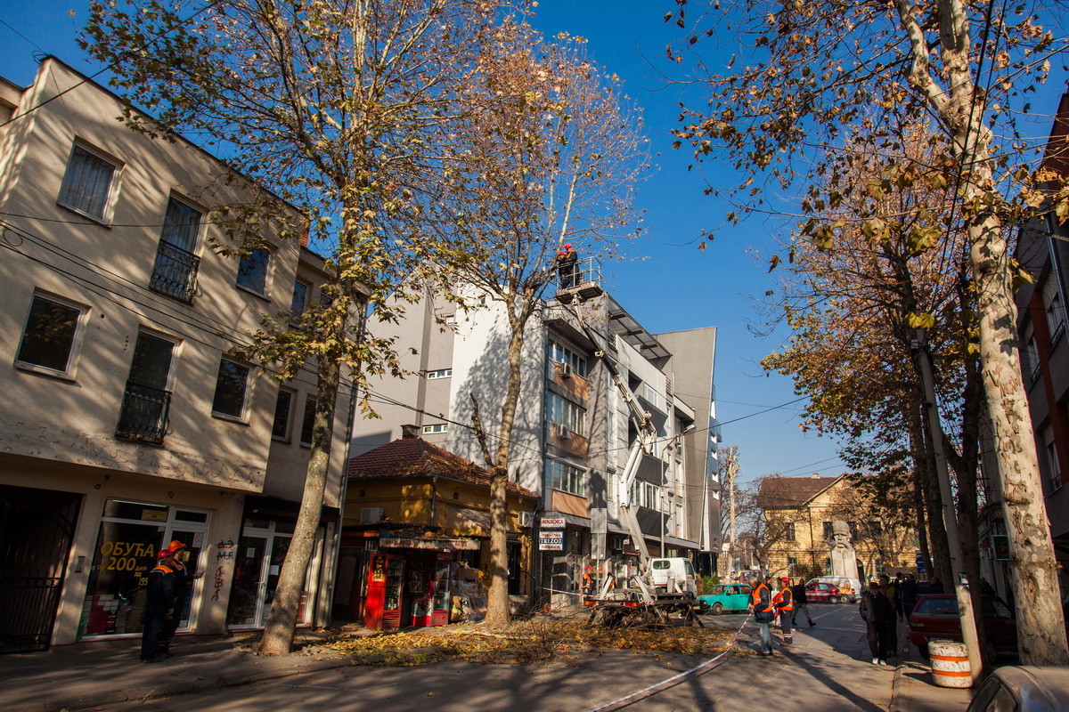 Platani u Ulici Vuka Karadžića