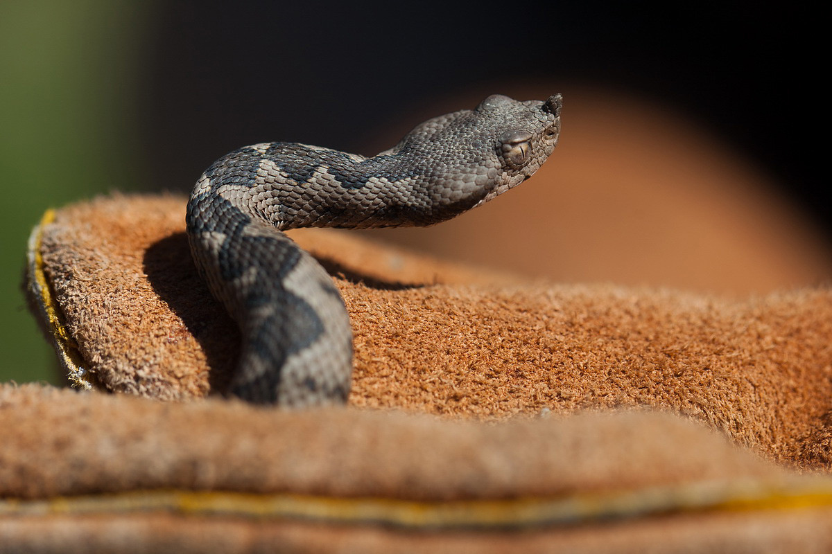 Mladunac poskoka (Foto: Đorđe Đoković)