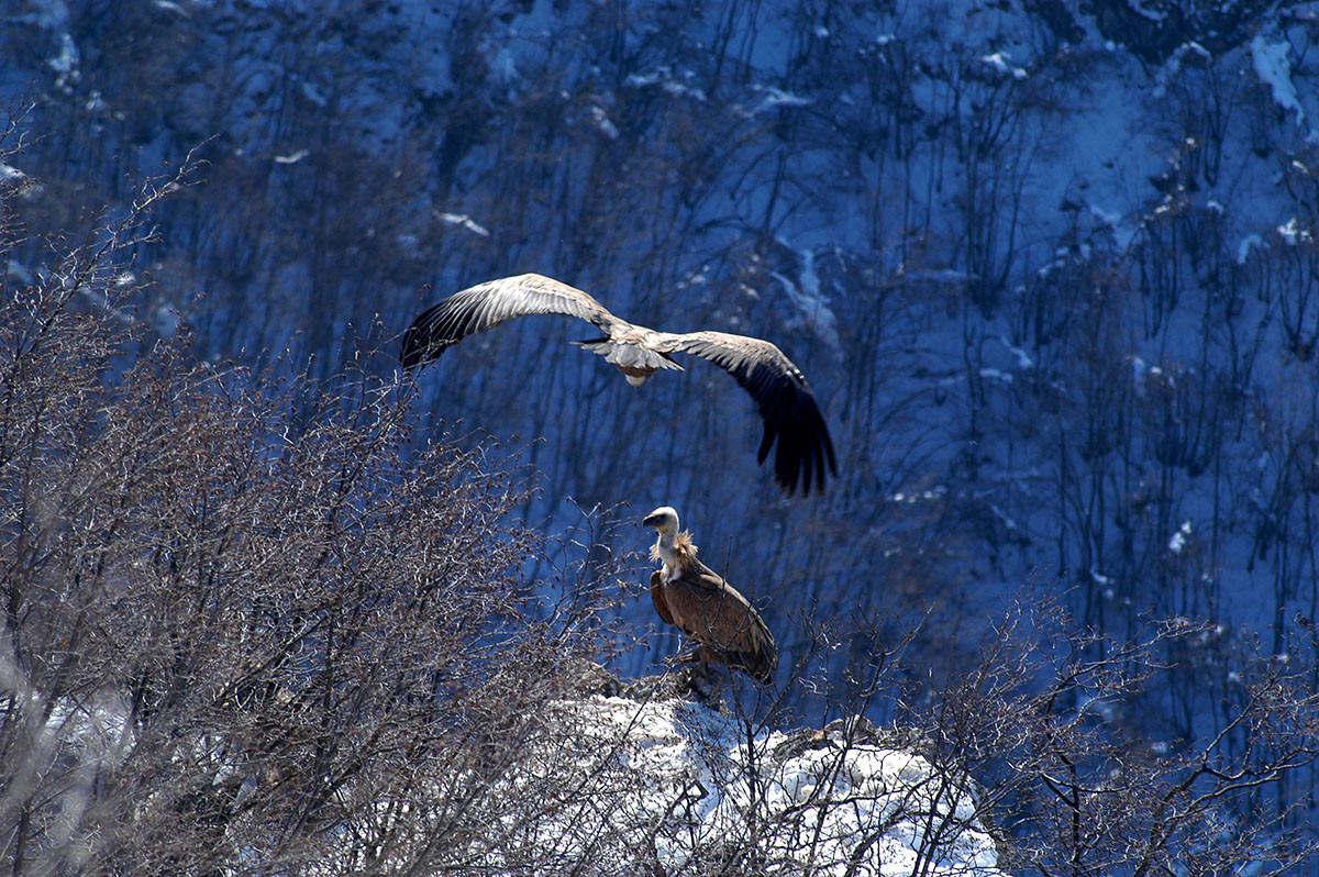 Beloglavi supovi&nbsp;