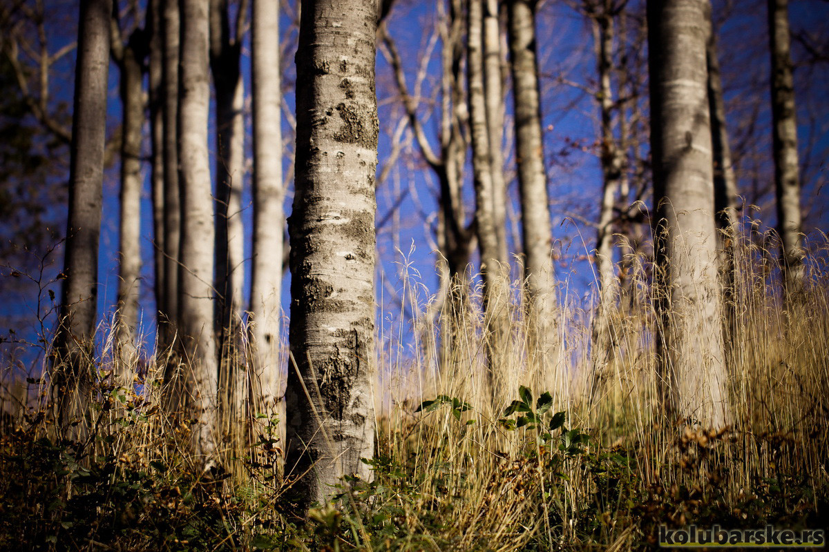 Šuma ispod Jablanika (Foto: Đorđe Đoković)