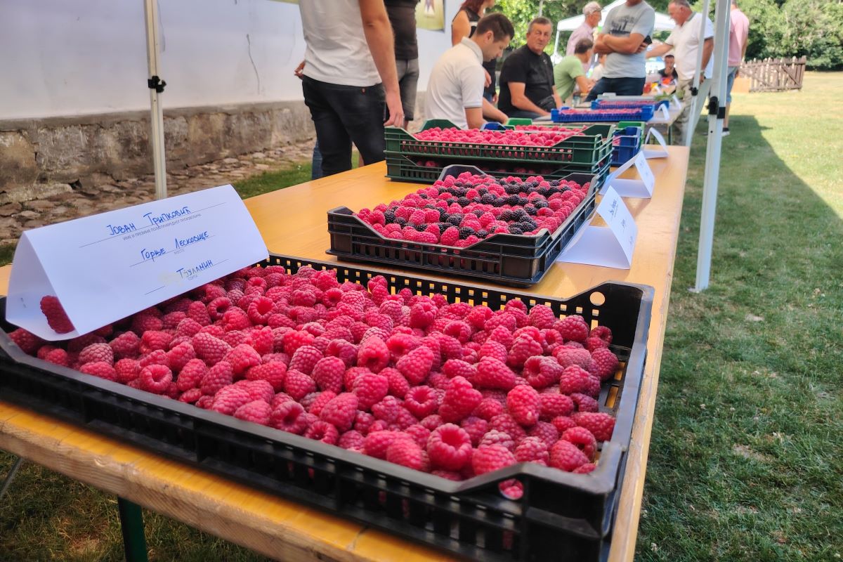 Dan maline u Brankovini (Foto: Kolubarske.rs)