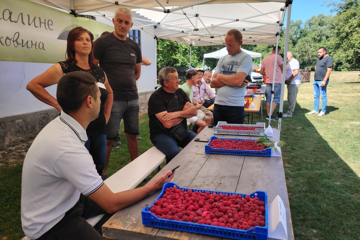 Dan maline u Brankovini