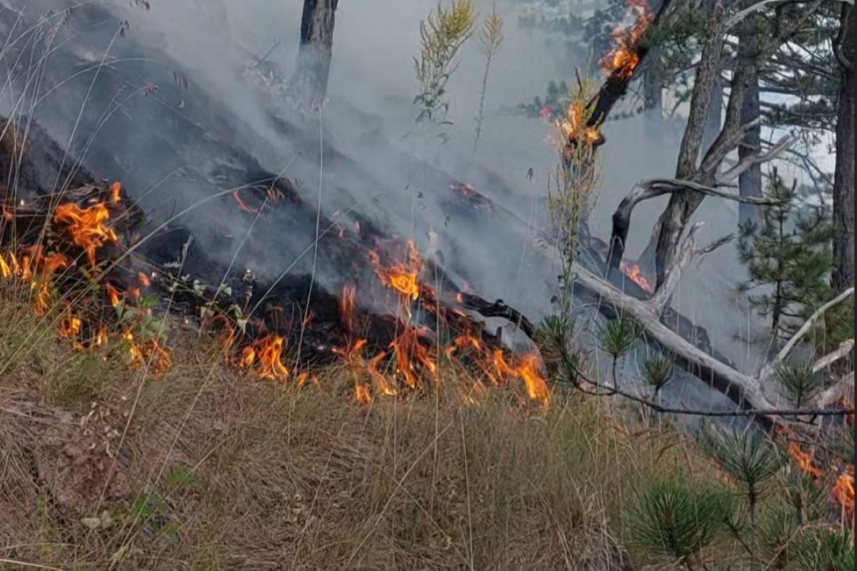 Požar na Divčibarama (Foto: skrinšot)