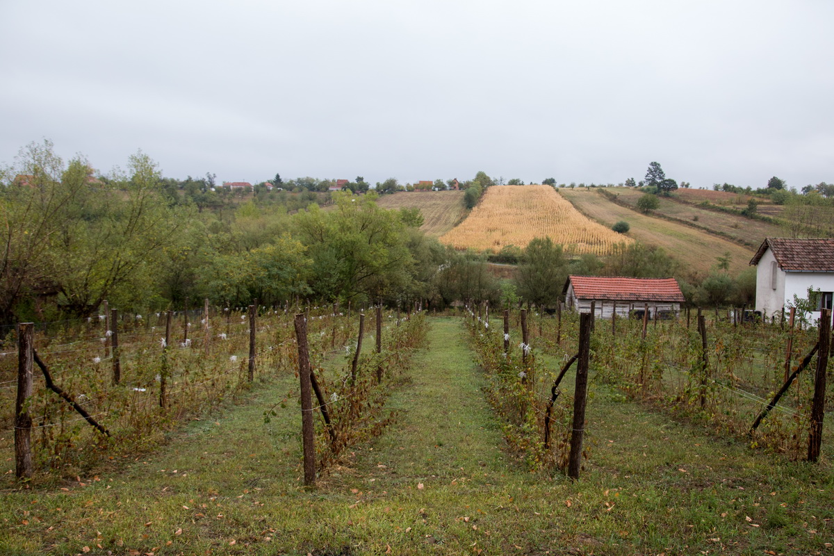 Selo (ilustracija) (Foto: Đorđe Đoković)