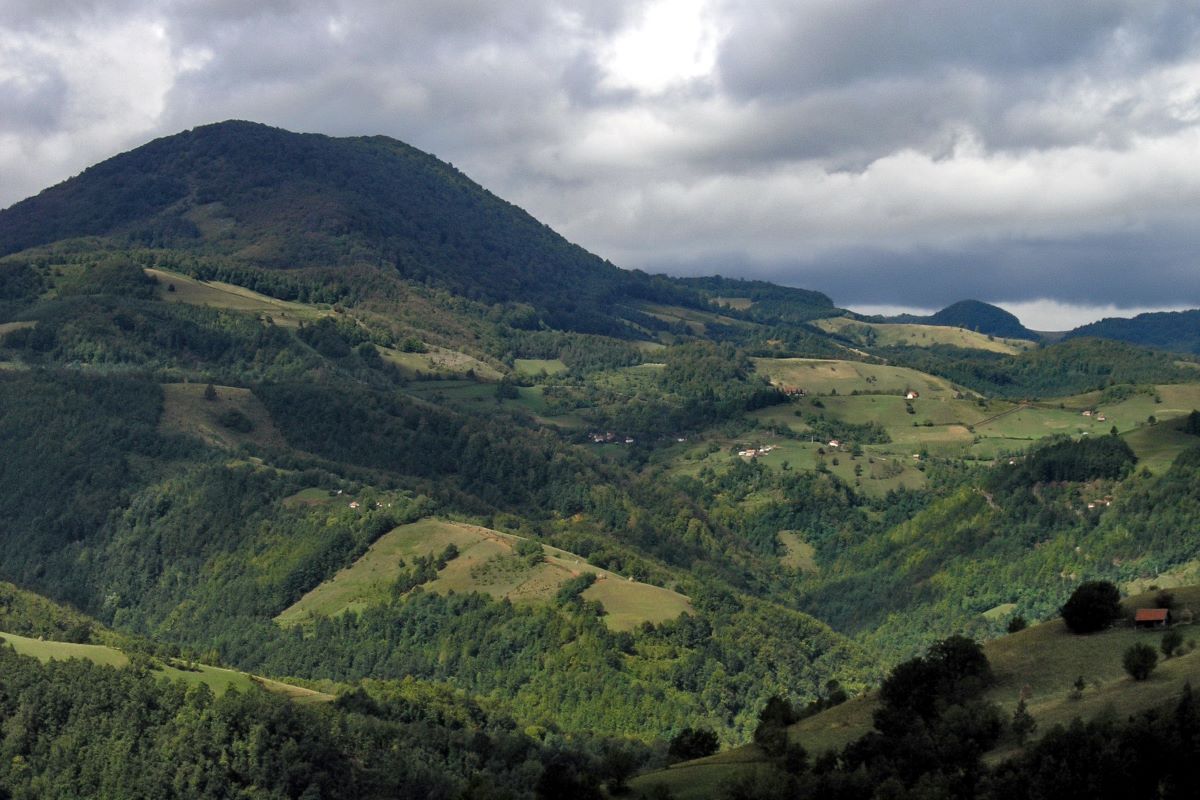 Medvednik (Foto: Sveta Kovačević)
