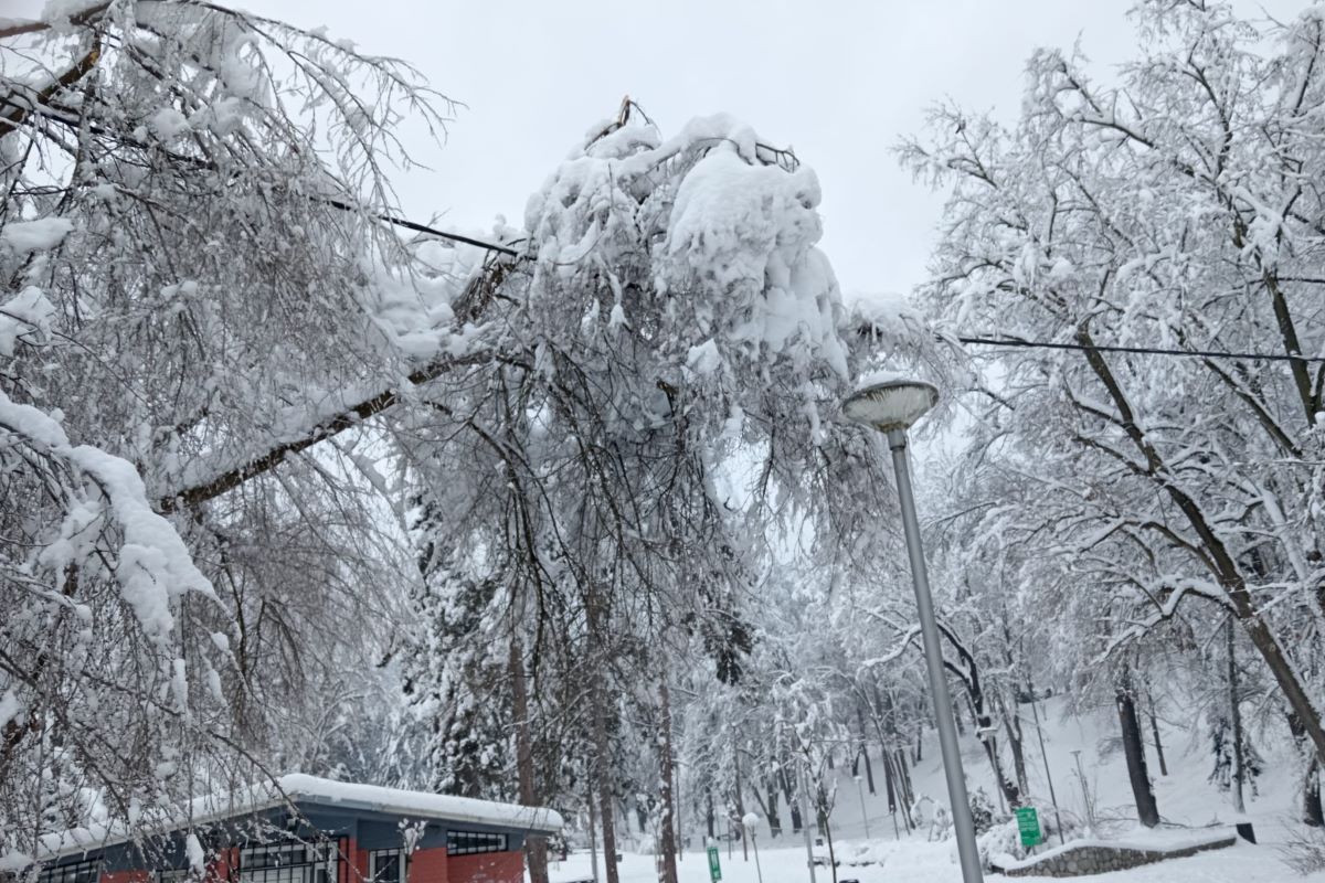Park Pećina - polomljen agrana