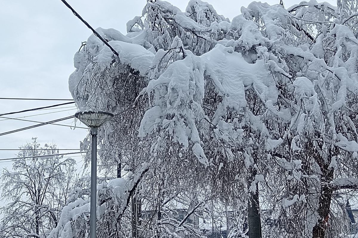 Sneg, drveće, struja... (Foto: Kolubarske.rs)