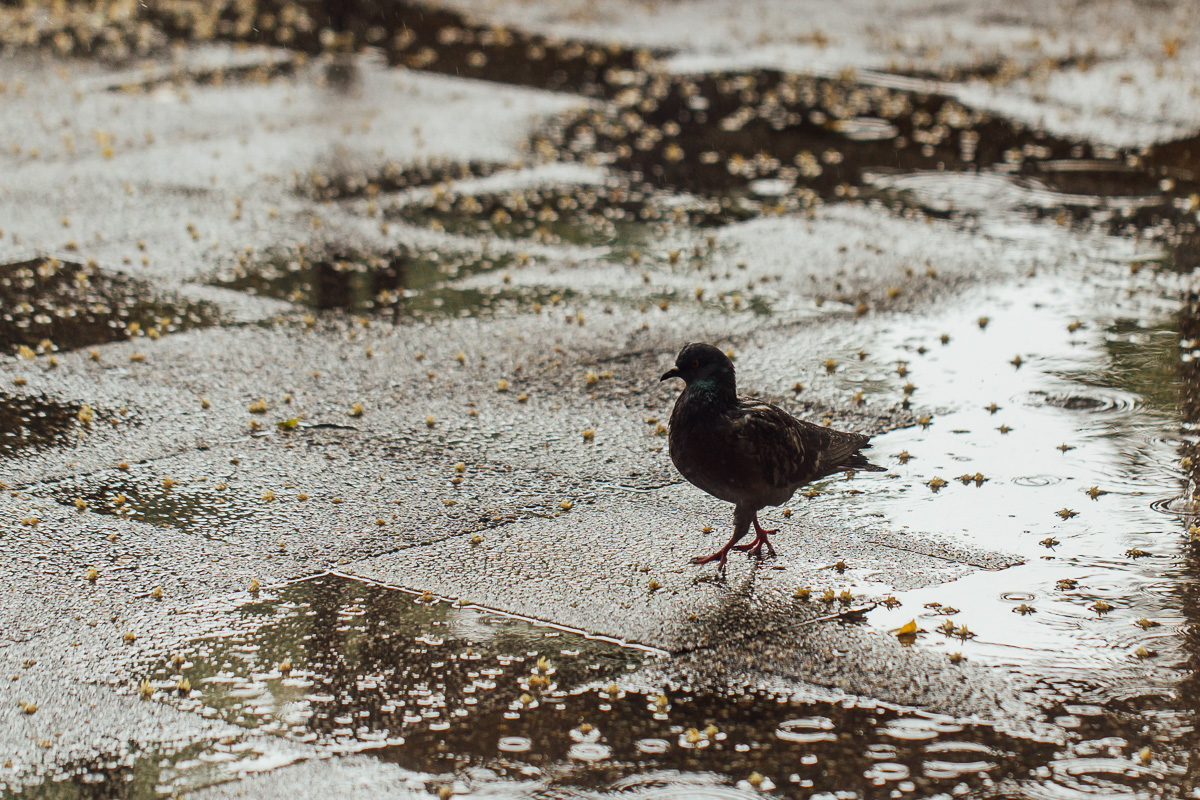 Golub (mira) (Foto: Đorđe Đoković)