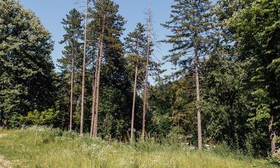 <p>Park Pećina (2020.)</p>