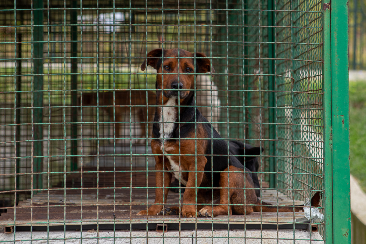 Azil za pse (Foto: Đorđe Đoković)