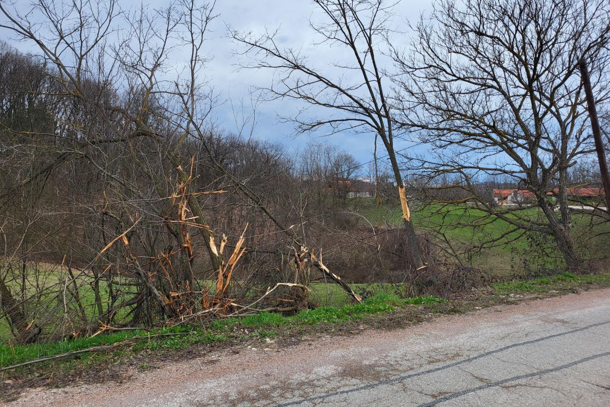 Masakrirano drveće (7.02.)