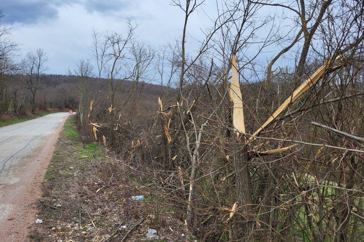 Masakrirano drveće (7.02.)