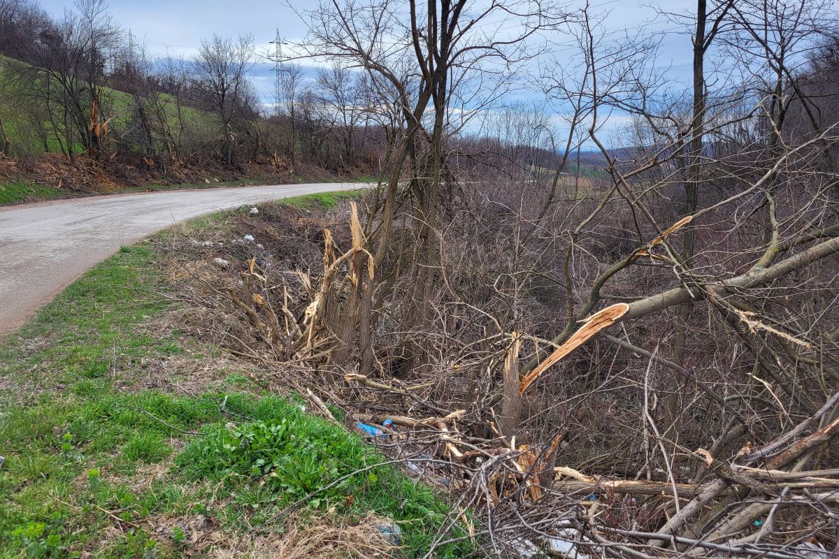 Masakrirano drveće (7.02.) (Foto: Kolubarske.rs)