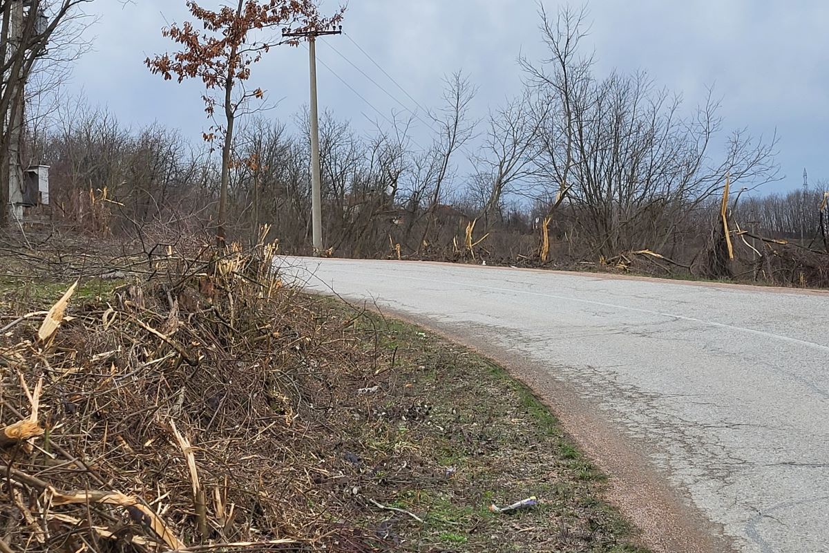 Masakrirano drveće (7.02.)