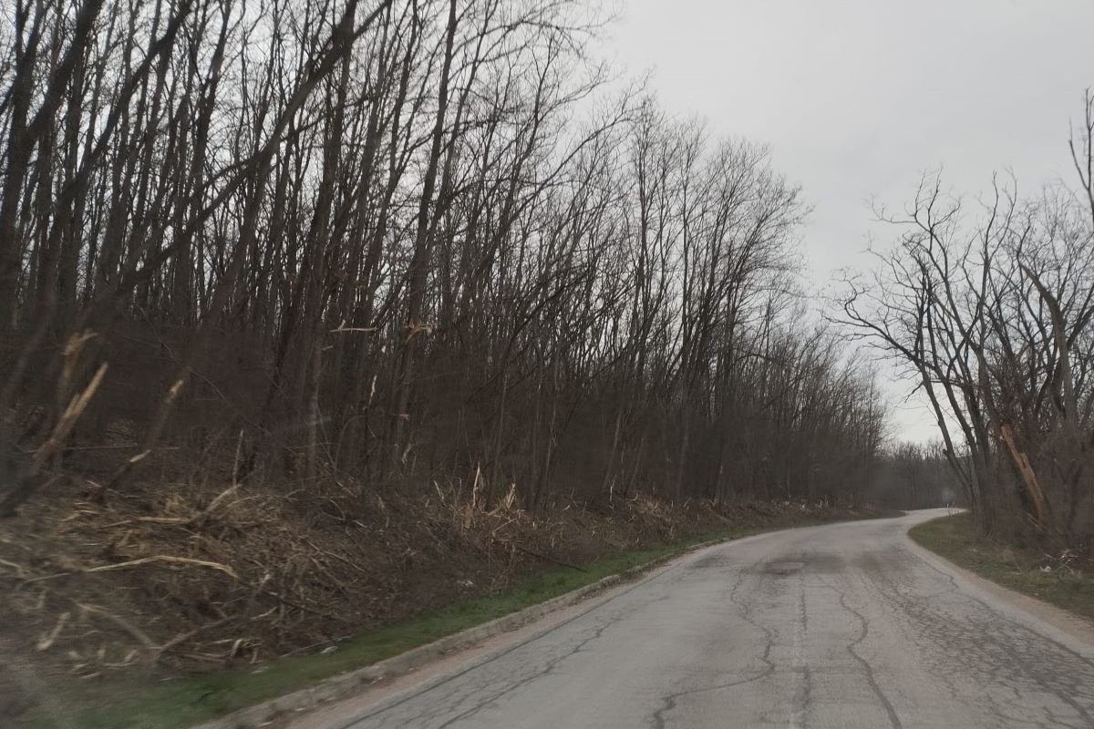 Masakrirano drveće (3.03.)