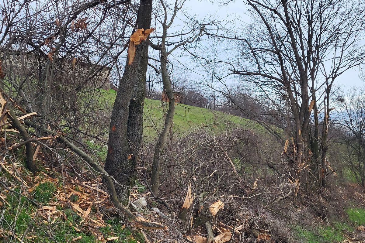 Masakrirano drveće (7.02.)