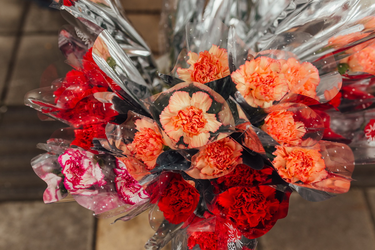 Karanfil  (Foto: Đorđe Đoković)