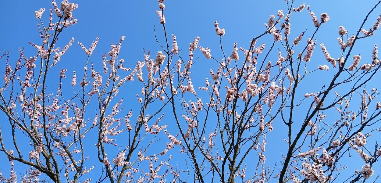 Ucvetala kajsija u Popučkama (Foto: Vladimir Pantić)