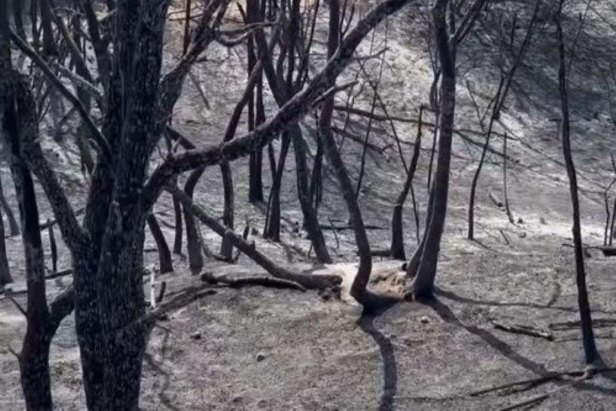 Požar u Deliblatskoj peščari